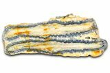 Mammoth Molar Slice With Case - South Carolina #377855-1